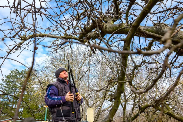 Starší Muž Zahradník Vyšplhá Strom Jaře Prořezává Větve Ovocných Stromů — Stock fotografie
