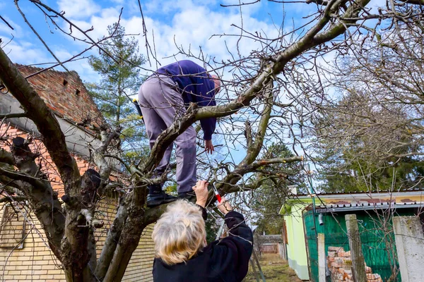 Idős Férfi Gyümölcsfák Ágait Metszik Gyümölcsösben Lopókkal Kora Tavasszal — Stock Fotó