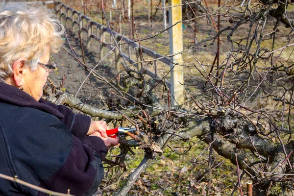 Senior Kvinna Beskärning Grenar Fruktträd Fruktträdgård Med Hjälp Loppers Tidigt — Stockfoto