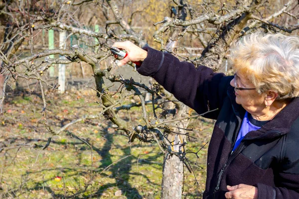 Kıdemli Kadın Meyve Bahçesindeki Meyve Dallarını Buduyor Baharın Erken Saatlerinde — Stok fotoğraf