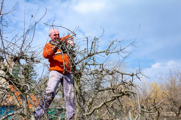 Uomo Anziano Giardiniere Arrampicato Cima Albero Egli Potatura Rami Alberi — Foto Stock