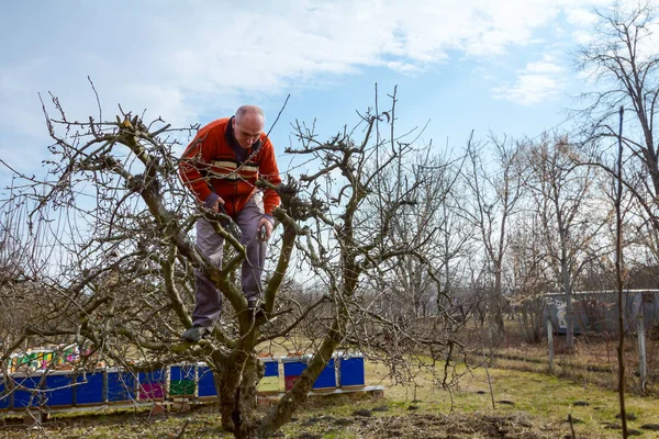 Idős Ember Kertész Mászik Fel Tetején Metszés Ágak Gyümölcsfák Segítségével — Stock Fotó