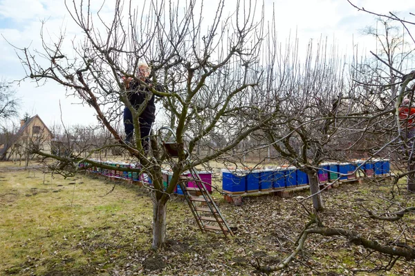 Idős Kertész Mászik Fel Tetején Létrák Metszésére Ágak Egy Gyümölcsfa — Stock Fotó