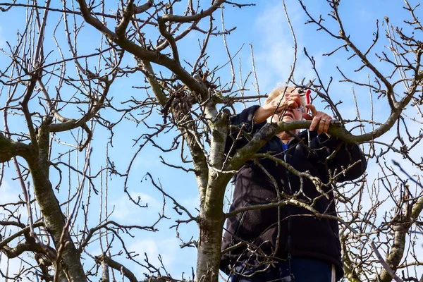 Idős Kertész Felmászik Tetejére Gyümölcsfák Ágait Metszi Lopakodva Kora Tavasszal — Stock Fotó