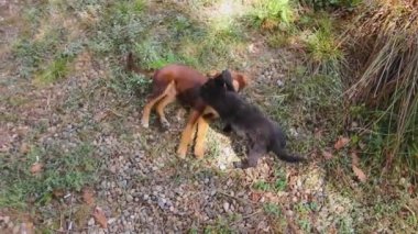 Mutlu ve neşeli genç köpekler güreşiyor, yuvarlanıyor ve dostça ısırıyor.