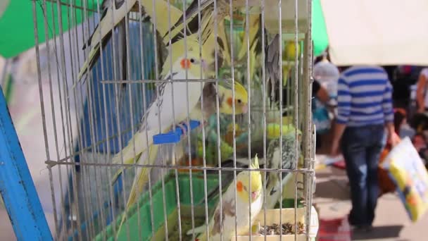 Animales Domésticos Ornamentales Ninfas Amarillas Colocadas Jaulas Para Venta Mercado — Vídeo de stock