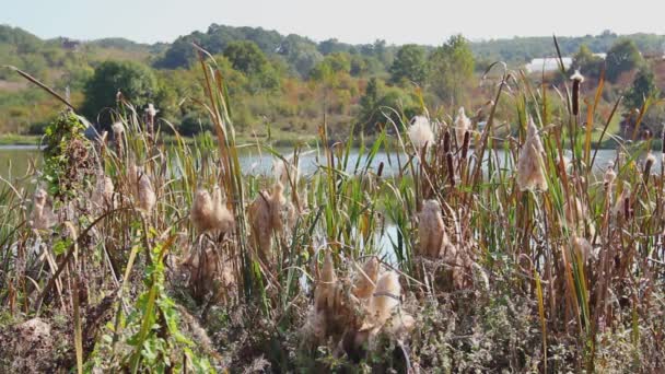 Cattail Bulrush Spreading Seeds Blowing Wind Wetland Swamp — Stock Video