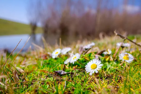 View Meadow Hill Beautiful White Daisies Flowers Spring — Stock Photo, Image