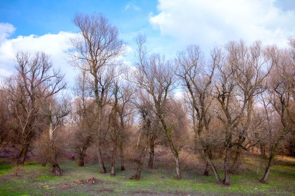 Árboles Con Ramas Desnudas Cielo Azul Nublado Hierba Verde Bosque — Foto de Stock