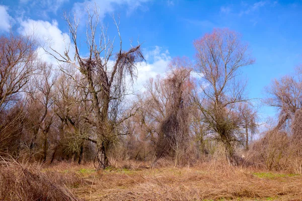 Árboles Con Ramas Desnudas Cielo Azul Nublado Hierba Seca Bosque —  Fotos de Stock