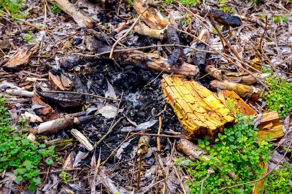 Abandoned Extinguished Campfire Carbonized Leftovers Forest Springtime — Stock Photo, Image