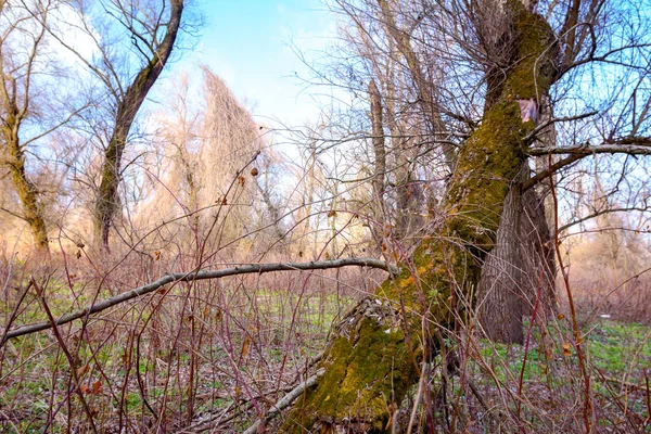 Grön Mossa Gamla Trasiga Ruttna Träd Skogen — Stockfoto