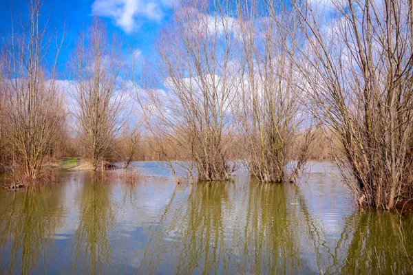 Flooded Trees Bright Sunny Spring Day Rain Flood High Water Stock Image