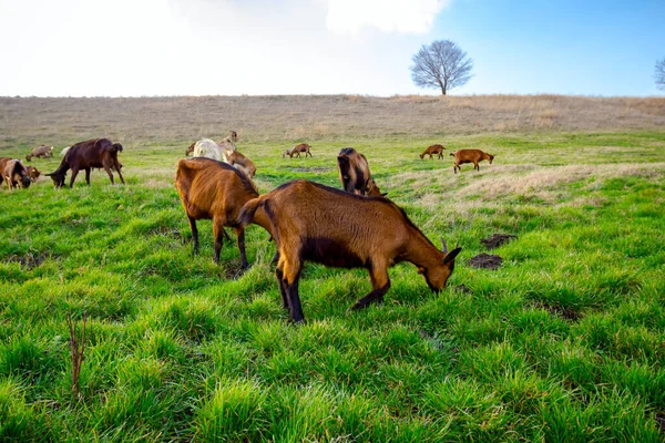 Herd Domestic Goats Grazing Grass Sunny Green Landscape — Stock Photo, Image