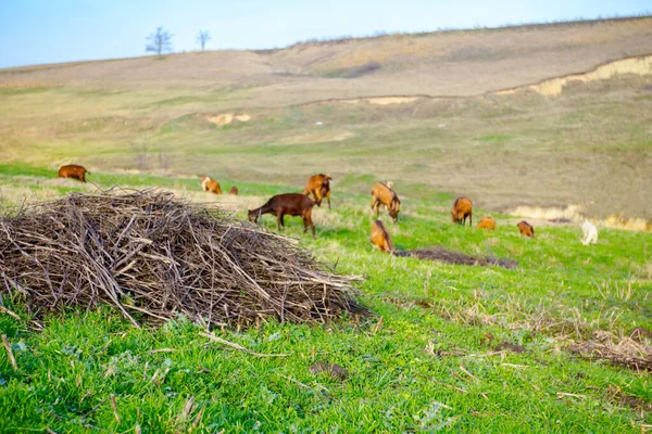 Αγέλη Των Οικόσιτων Αιγών Βόσκουν Χόρτο Στο Ηλιόλουστο Καταπράσινο Τοπίο — Φωτογραφία Αρχείου