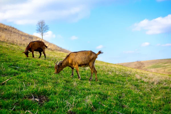 Herd Domestic Goats Grazing Grass Sunny Green Landscape — Stock Photo, Image