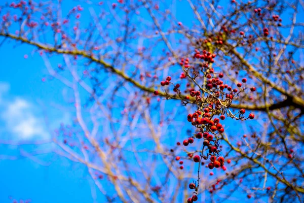 裸の小枝の上に新鮮な赤いサンザシの果実と背景に美しい青空 — ストック写真
