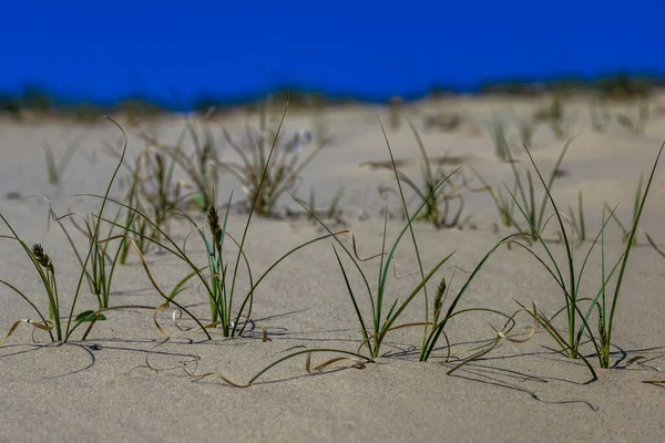 Grass on a dune in the spring