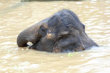 Genç bir fil yüzüyor.