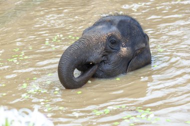 Genç bir fil yüzüyor.