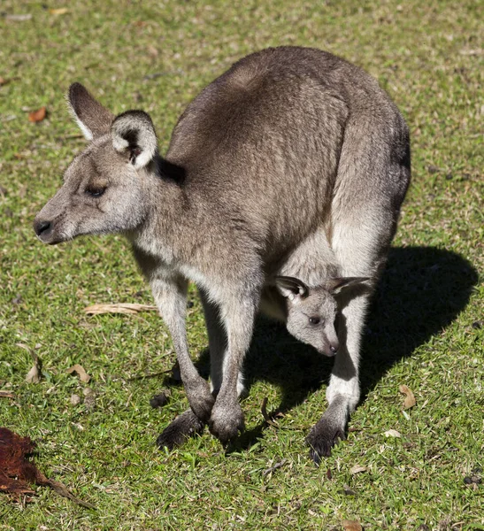 Känguru med baby — Stockfoto