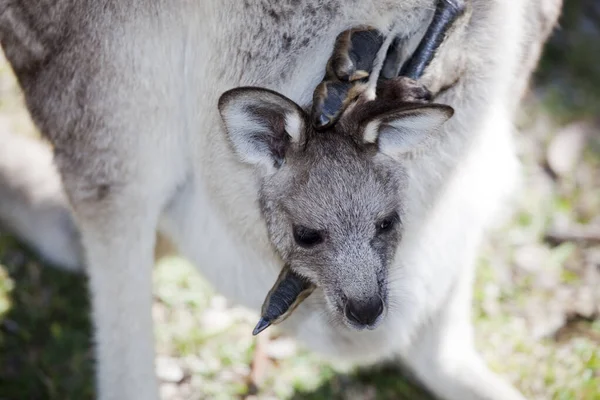 Kanguru bebek — Stok fotoğraf