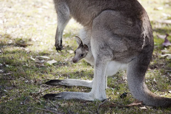 Känguru mit Baby — Stockfoto
