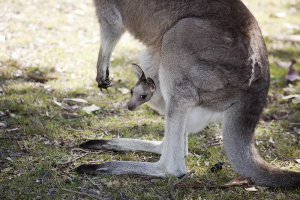 Känguru med baby — Stockfoto