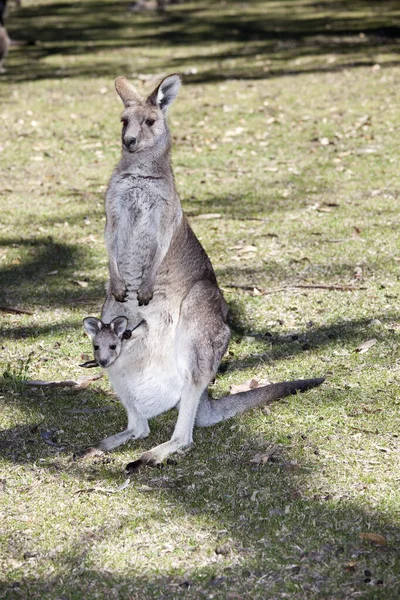 Känguru med baby — Stockfoto