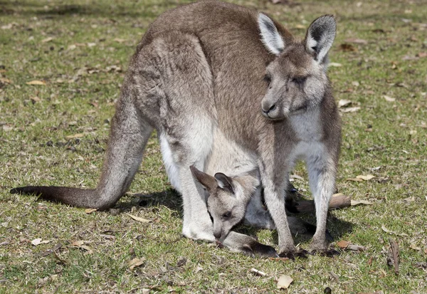 Känguru mit Baby — Stockfoto