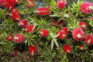 kırmızı grevillea