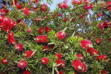 kırmızı grevillea