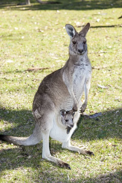 Canguru com bebê — Fotografia de Stock