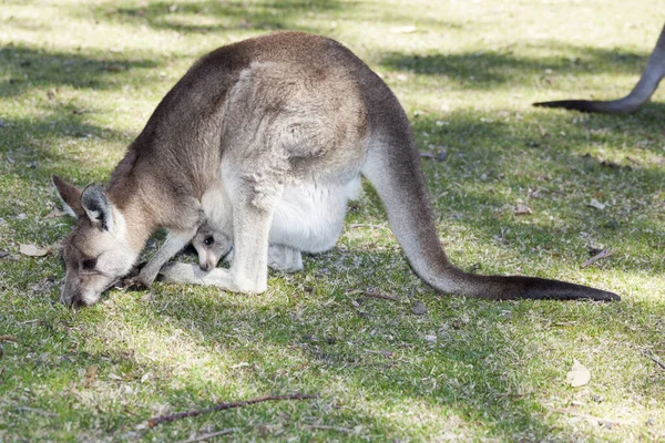 Känguru mit Baby — Stockfoto