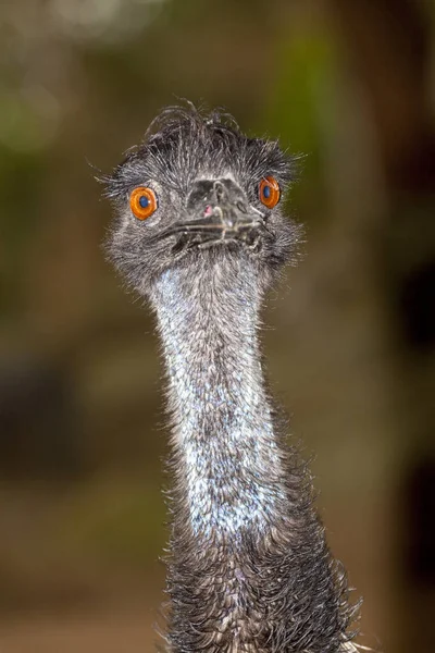 Emu — Stockfoto