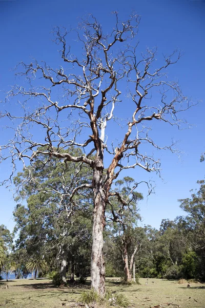 Creepy tree — Stock Photo, Image