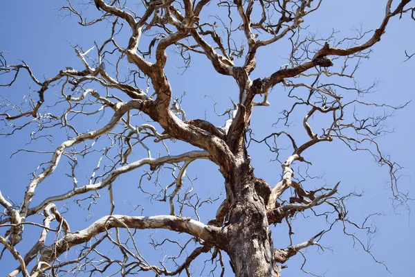 Creepy tree — Stock Photo, Image