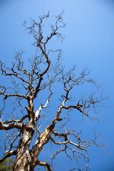 Creepy tree — Stock Photo, Image