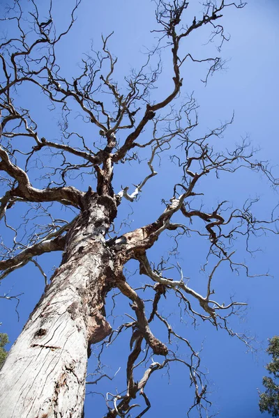 Creepy tree — Stock Photo, Image