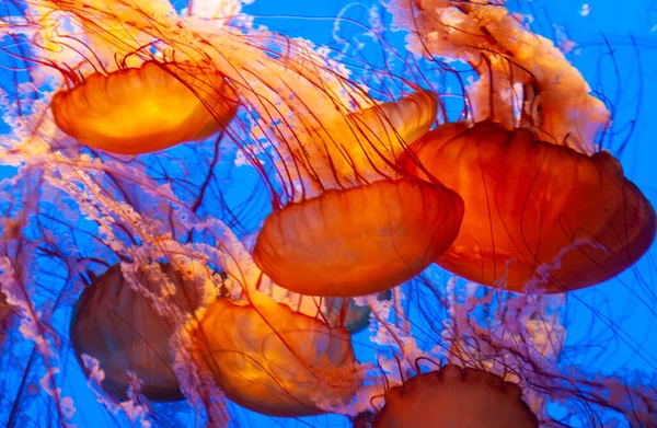 Beautiful orange jellyfish — Stock Photo, Image