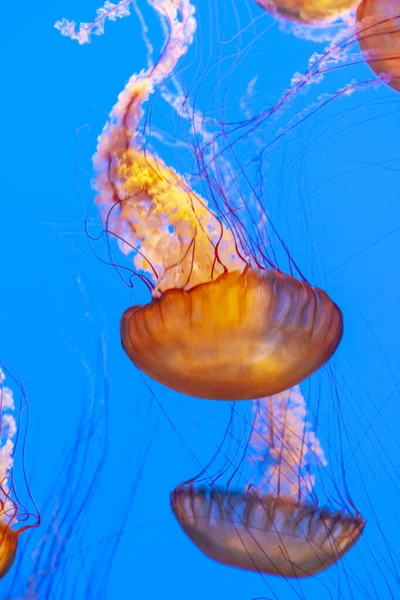 Ortiga marina —  Fotos de Stock