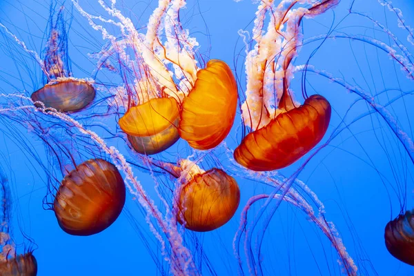 Sea nettle — Stock Photo, Image