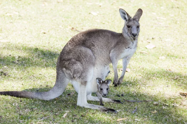 Kangoeroe met baby Stockfoto