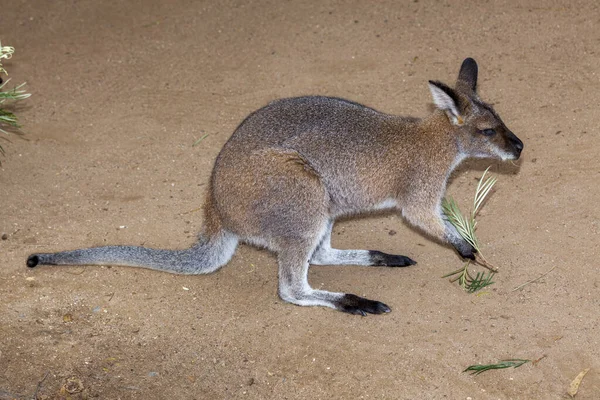 Rocha wallaby — Fotografia de Stock