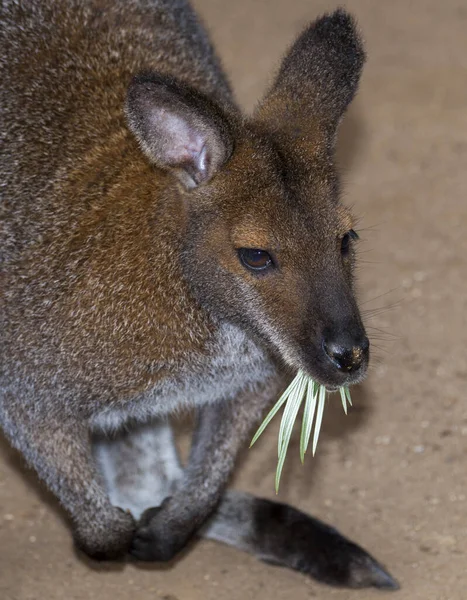 Rock-wallaby — Stockfoto