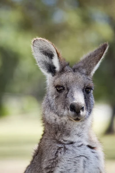 Australian gray kangaroo — Stock Photo, Image