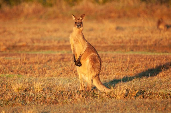 Outback Kangaroo — Stockfoto