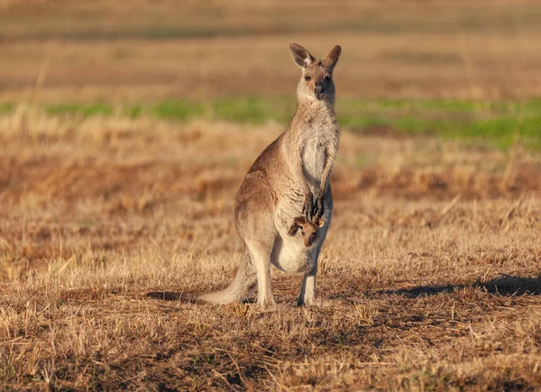 Outback Kangaroo — Stockfoto