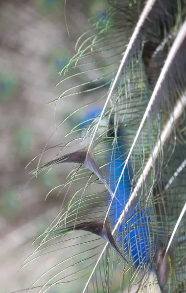 Showy peacock — Stock Photo, Image