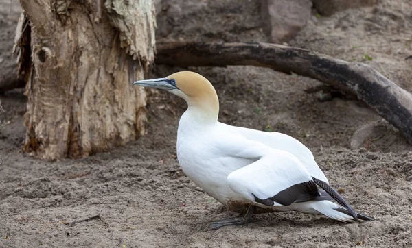 Australischer Basstölpel — Stockfoto